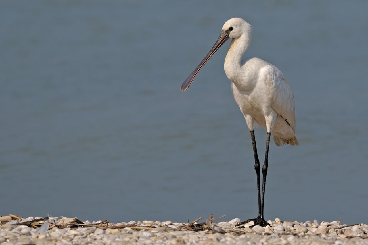 Spatola (Platalea leucorodia)